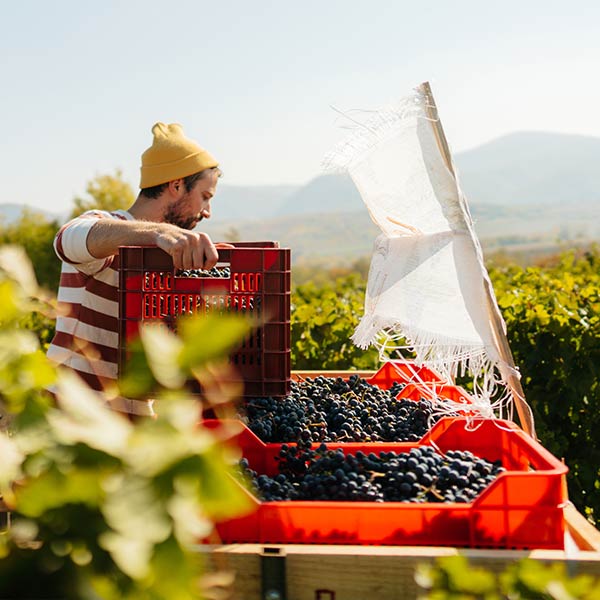 Die Pfalz - Heimat der "deutschen Weinstraße"